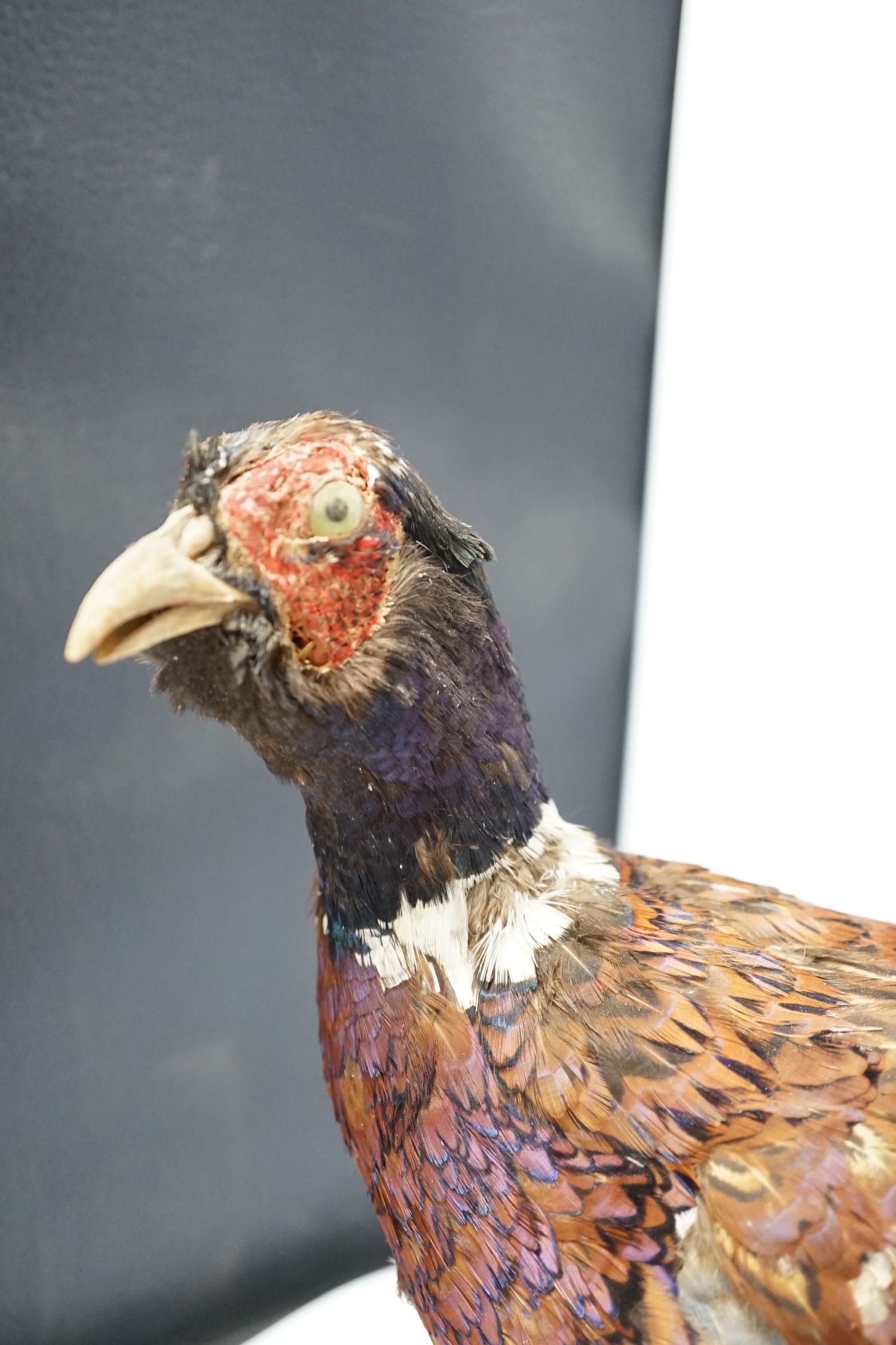 Taxidermy - two pheasants, separately mounted, largest 65cm long. Condition - poor